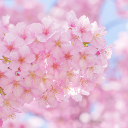 初恋通り整骨院の休診日