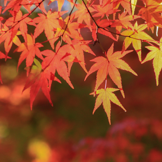 初恋通り整骨院の休診日