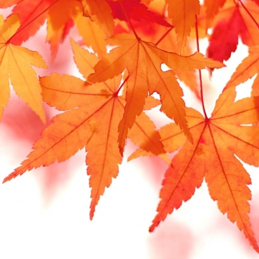 初恋通り整骨院11月の休診日