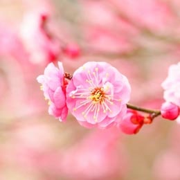 初恋通り整骨院3月の休診日
