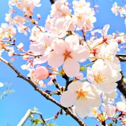 初恋通り整骨院4月の休診日